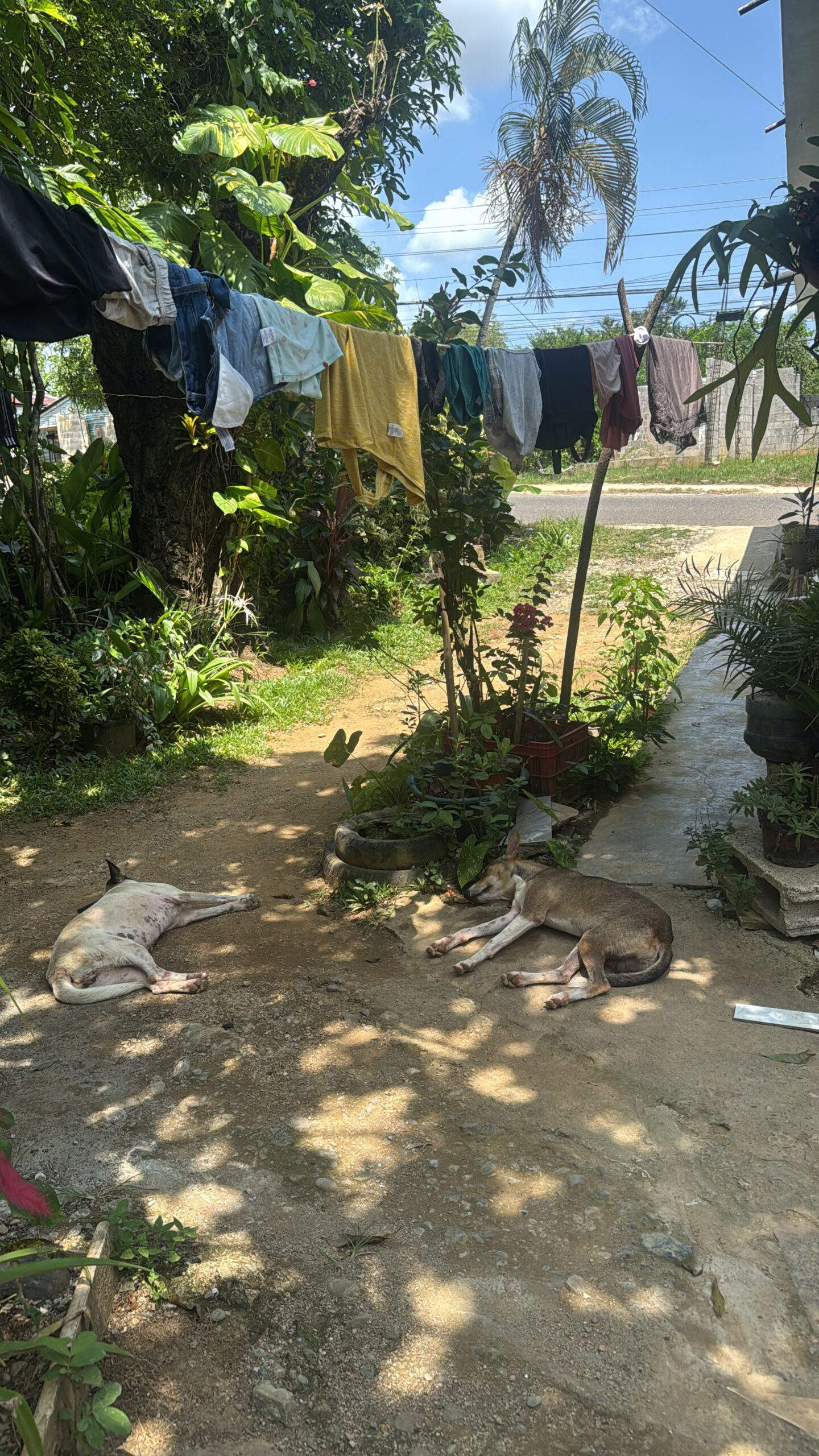 Two dogs asleep under a clothesline in Yamasá